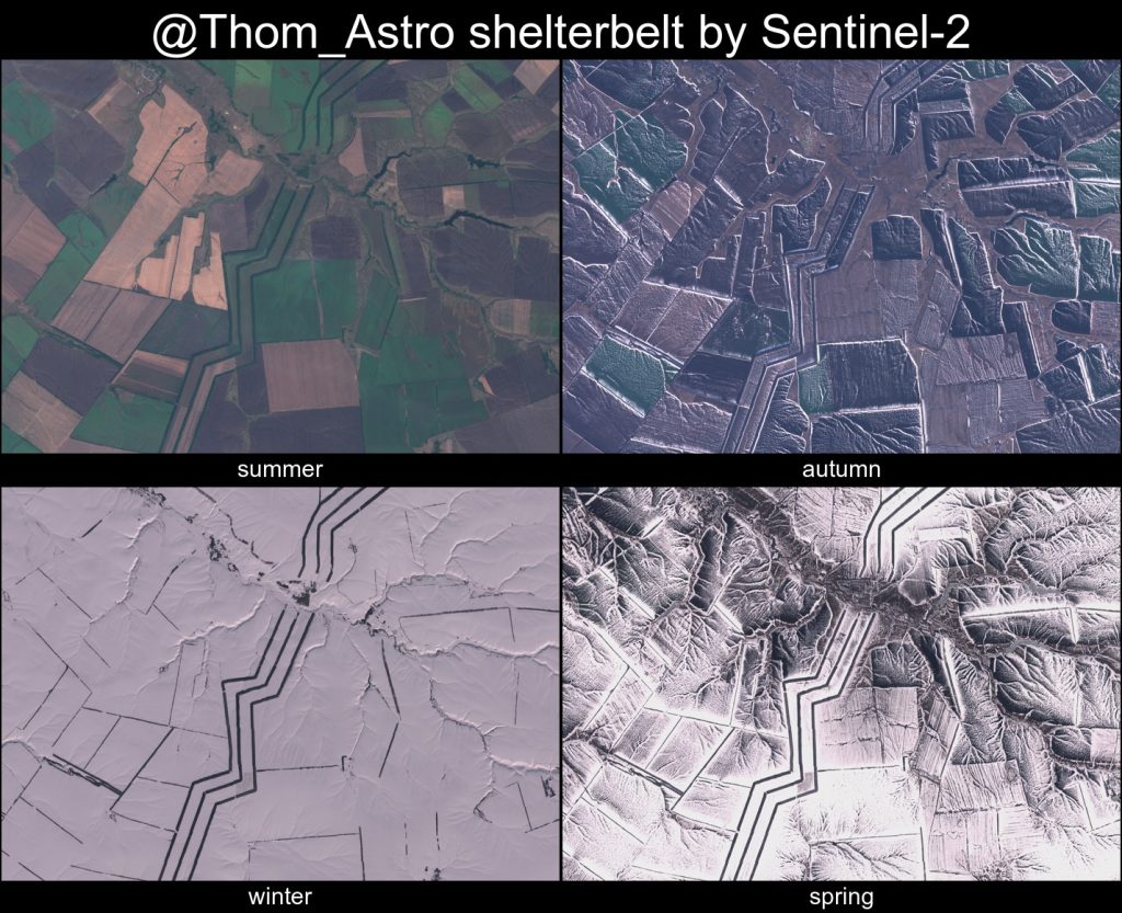 shelterbelt