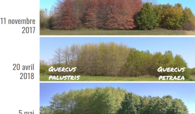Différence de phénologie des chênes.