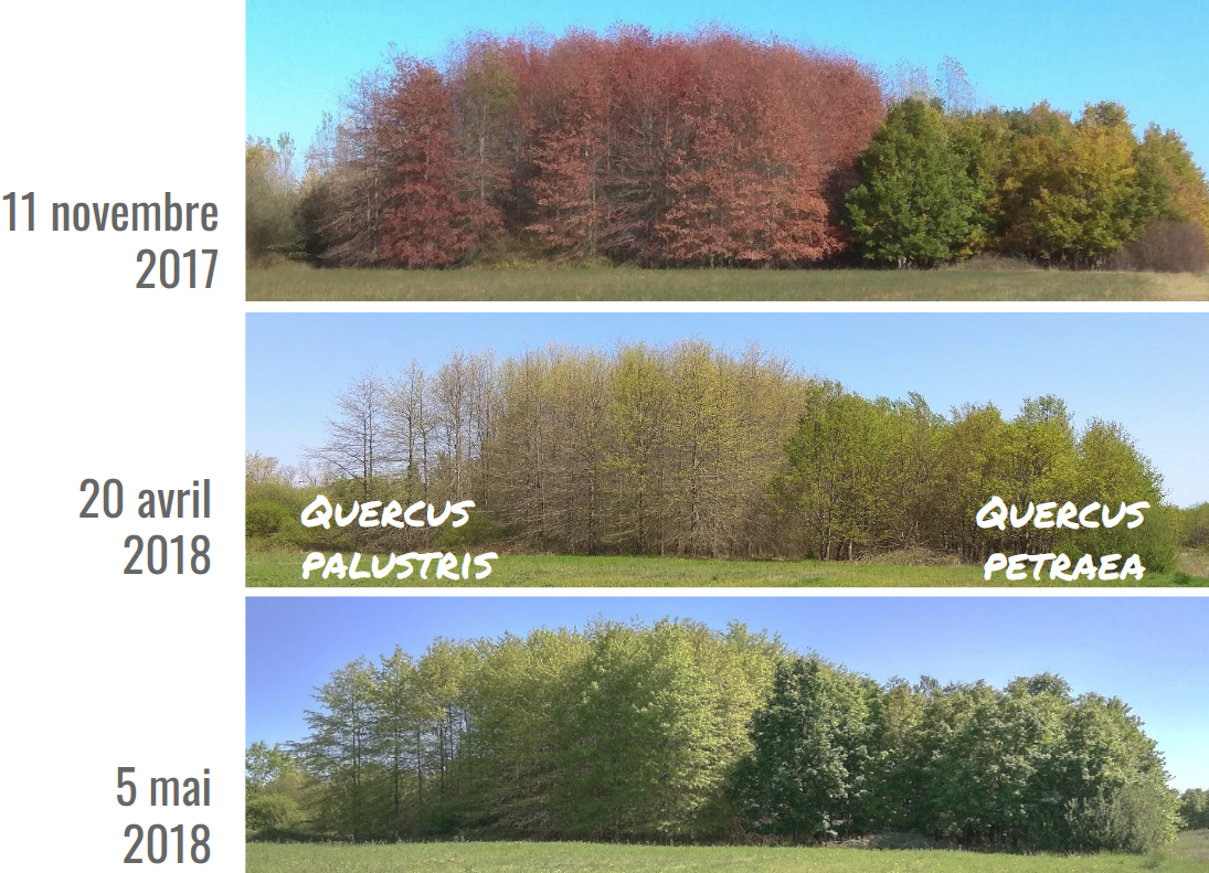 Différence de phénologie des chênes.