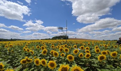 Tournesols Auradé