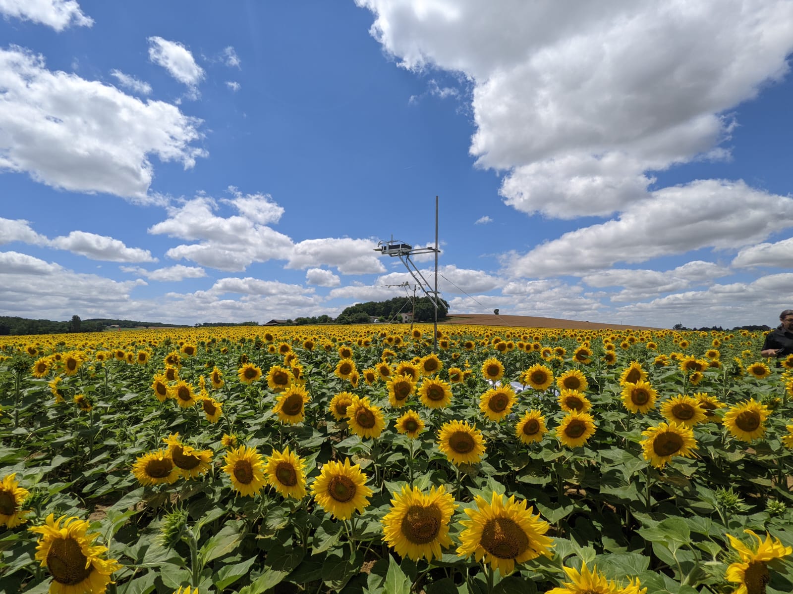 Tournesols Auradé